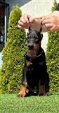 Doberman TOP štenci