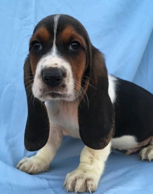 Beople bassets cheap