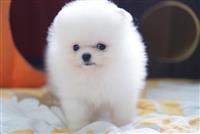 Pomeranian Puppies  WhatsApp +359882981794